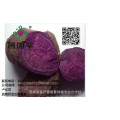 紫红薯高产栽培种植管理技术紫薯种植技术紫番薯栽培技术金沂蒙