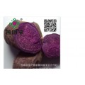 紫薯是转基因食品吗/紫薯是不是转基因食品/紫薯不是转基因食品