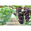 上海采摘葡萄,马陆葡萄品种,上海葡萄价格,上海旭祎供