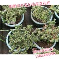 邯郸苗木【邯郸仙花堂花卉】结出爱的果实