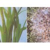 水稻 灌根专用杀菌剂 乙蒜素原药厂家