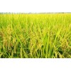 水稻杀菌剂特效药 水稻根腐病杀菌剂 水稻烂根病产品