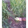 便携式作物茎秆强度测定仪指导小麦种植