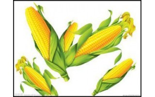 玉米的饲料用量和其它用量数据上调