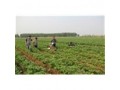菠菜香菜播种机供应菠菜香菜播种机曹明山蔬菜精量播种机