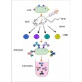 多抗定制抗体供应商/蛋白表达抗体价格/上海配对抗体厂家