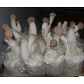 销售多功能平菇菌包机 小型食用菌装袋机 菌类套袋机