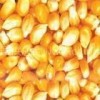 饲料厂求购菜饼 玉米 高粱 麸皮 棉粕 大豆 次粉等原料