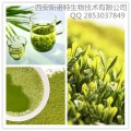 绿茶速溶粉 纯天然绿茶固体饮料原料粉 速溶无沉淀