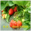 红颜草莓苗价格 山东红颜草莓苗基地 泰安高新区兴红苗圃