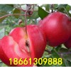 红肉苹果树苗 红色之爱苹果苗价格 山东苹果苗基地
