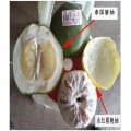 柚子销售-永红柚子-四川遂宁柚子批发