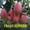 中秋王苹果苗 优质苹果苗品种 山东苹果苗价格 红富士苹果苗