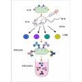 上海蛋白表达抗体服务_蛋白表达抗体_抗体