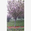 锦艺苗木，顶尖四川樱花的图片公司，几十年专业生产绿化苗木