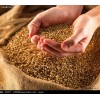 求购小麦、棉粕、大米、玉米等饲料用原料