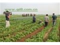 农机网蔬菜播种机价格蔬菜精密播种机蔬菜播种机工作视频