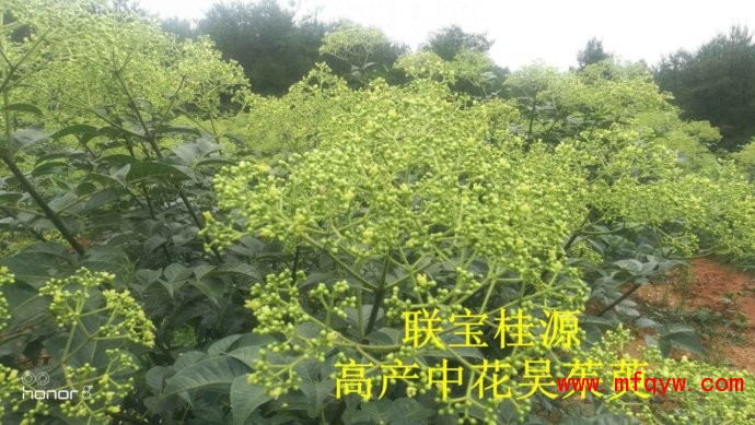 吴茱萸（茶辣木）中花品种收购价格高，产量稳定，广西河池重点扶贫项目。
