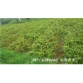 上海白芨种植技术白及种子图片_云泽农业