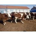 东北吉林西门塔尔牛繁育母牛养殖基地，繁育母牛养殖场价格