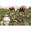 大型棉花采摘机多少钱采棉机7660大概多少钱捡棉花机厂家