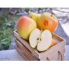 日本水蜜桃苹果批发 瑞士红肉苹果苗采购 中国农业倍增研究所