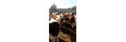 吉林肉牛犊价格 吉林肉牛批发市场 吉林肉牛行情