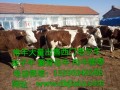 吉林西门塔尔牛价格，吉林西门塔尔牛养殖基地