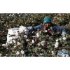 新疆采棉机种类新疆二手9996采棉机新疆二手7660采棉机