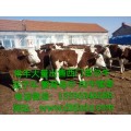 营城子西门塔尔繁育母牛基地价格