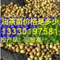 油茶种植1亩收益多少,一亩油茶一年赚多少,嫁接油茶苗