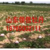 甘肃芍药苗木_紫斑牡丹什么时间种植_山东永林牡丹种植基地