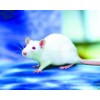 动物实验外包 动物实验外包公司 基尔顿生物科技（上海）有限公司