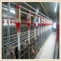 郑州转角养猪设备大全自动化，猪舍上料线批发商