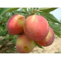 富硒桃子种植技术富硒桃子营养价值富硒油桃产地