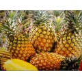 富硒菠萝技术富硒有机菠萝种植方法富硒菠萝营养价值