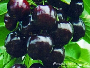 黑珍大珠樱桃苗/腰山坡家庭农场sell/烟台黑珍珠