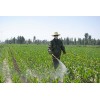 蔬菜种植公司 特种水产养殖网 云南盛衍种业有限公司