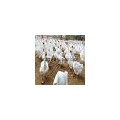 鹅苗哪里有卖 孔雀的养殖利润 江苏富达生态农业有限公司