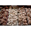 野生食用菌公司 云南香菇价格 云南盛衍种业有限公司