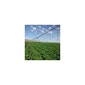 温室农业种植技术_农产品销售_贵州辉煌农业开发有限公司