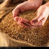 蜀窖酿酒公司诚意求购小麦碎米糯米木薯淀粉