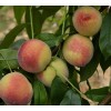 胭脂脆桃果苗基地 红富士苹果苗子供应 青白江区百泉家庭林场