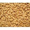 四川常年求购玉米高梁小麦碎米大米糯米木薯淀粉