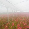大棚花圃种植喷雾降温加湿系统