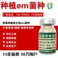 怎么使用EM菌种草莓