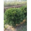 种植地1.5米2米大叶黄杨球品种优良