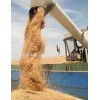 成都酿酒公司求购大量小麦高梁玉米现款