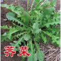 优质野菜种子济南批发 大叶荠菜种子菱角菜种子