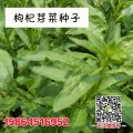 枸杞芽菜 红枸杞苗 黑枸杞菜 蔬菜种子 盆栽蔬菜